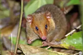 Espécime avistado em 2019