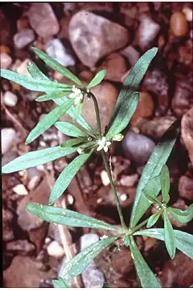 Mollugo verticillata