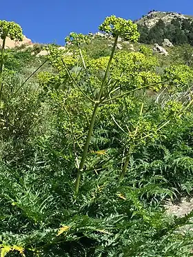 Molopospermum peloponnesiacum