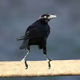 Iraúna-grande em Pantanal Norte, Poconé, Estado de Mato Grosso, Brasil