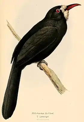 Espécime descrito em 1841 num desenho de William Swainson para A selection of the birds of Brazil and Mexico