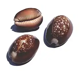 Três conchas de M. caputserpentis.