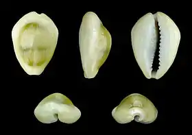 Monetaria moneta (Linnaeus, 1758)