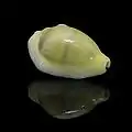 Fotografia de Monetaria moneta (Linnaeus, 1758̠) - ex Cypraea moneta. Diversos gêneros atuais de moluscos Cypraeidae fizeram parte do gênero Cypraea, no passado. Esta espécie, nomeada cauri, foi importante por seu uso como moeda na China, Índia e África, do período anterior a Cristo até o século XIX.