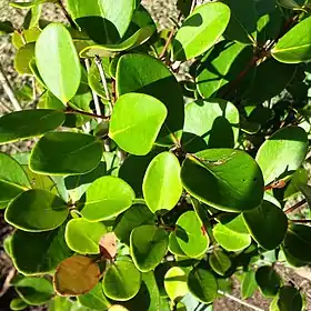 Monimiastrum globosum