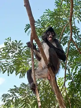 Alouatta geoffroy yucatanensis (Quintana Roo - Península de Iucatã)
