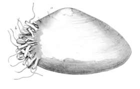 Monobrachium parasitum