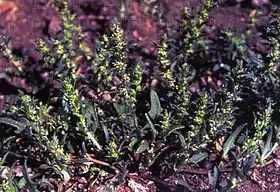 Monolepis nuttalliana