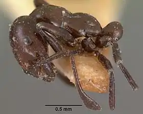 Monomorium noualhieri