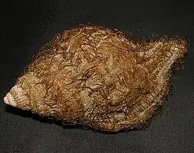 A concha de M. keenae em vista superior; espécime proveniente de Lima, Peru, com perióstraco de cerdas castanhas.