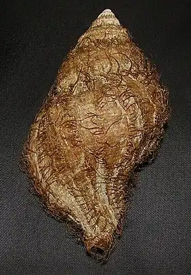 A concha de M. keenae em vista superior; espécime proveniente de Lima, Peru, com perióstraco de cerdas castanhas.