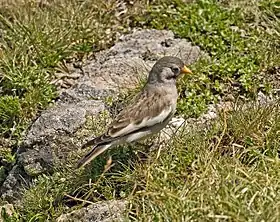 Montifringilla nivalis