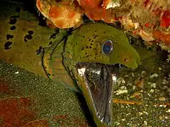 Gymnothorax fimbriatus