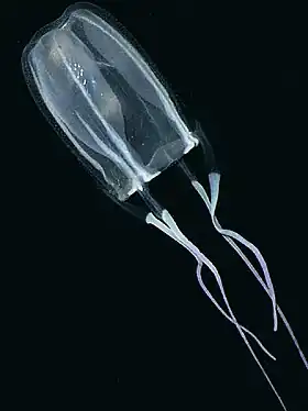 Morbakka virulenta, Mar Interior de Seto, Japão