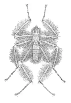 Mormotomyia hirsuta (macho).