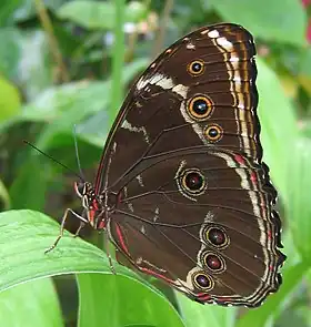 M. achilles (macho, em repouso).