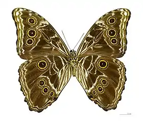 M. deidamia (macho, vista inferior).