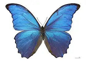 Morpho didius