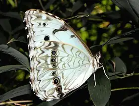 M. epistrophus, subespécie argentinus, em repouso.