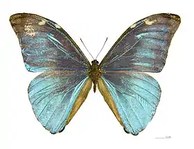 M. eugenia (macho, vista superior).