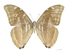 M. eugenia (macho, vista inferior).