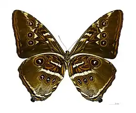 M. hecuba (macho, vista inferior).