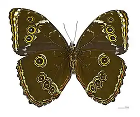 M. helenor, subespécie helenor (macho - vista inferior).