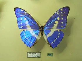 Efeito iridescente das asas de exemplar macho de M. cypris exposto em museu.