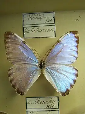 M. portis (aqui denominada M. thamyris) em museu (macho, vista superior).