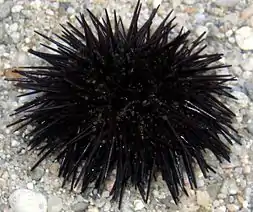 ouriço-negro(Arbacia lixula).