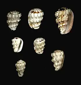 Morum oniscus (Linnaeus, 1767), uma das espécies atlânticas de Harpidae da subfamília Moruminae, encontrada no golfo do México e mar do Caribe até a região sudeste do Brasil. Espécimes da coleção do Museu de História Natural de Leiden, coletados nas Antilhas.