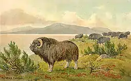 Boi-almiscarado por Heinrich Harder, ca 1920