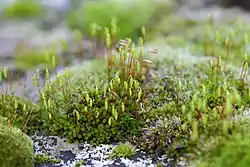 Bryum capillare