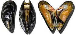Mytilus edulis.