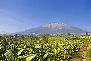 Tabaco em Java