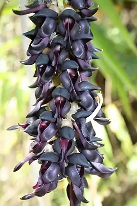 Mucuna pruriens inflorescence