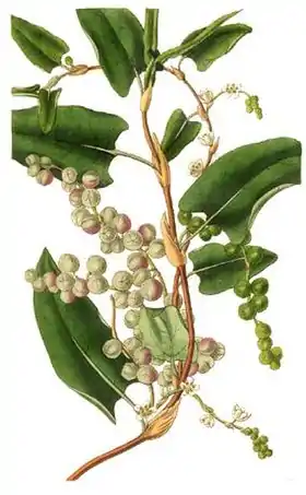 Muehlenbeckia adpressa
