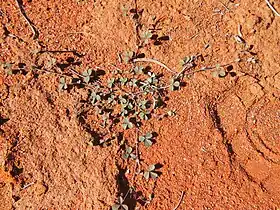 Muelleranthus stipularis