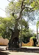 C. australis Muntic, Croácia, plantado nos inícios do século XVI.