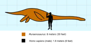 Comparação de tamanho entre um M. leedsi e um humano