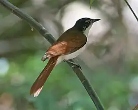 Fotografia da fêmea de Myiagra alecto.