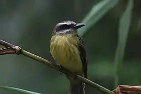 Myiodynastes chrysocephalus na Reserva Natural Bellavista, no Equador