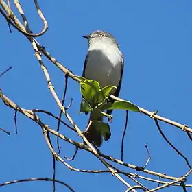 Guaracava-cinzenta em Jacutinga, Estado de Minas Gerais, Brasil