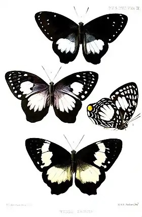 Ilustrações de 1863 com P. australis, subespécies hewitsoni (1 e 4, vista superior) e mulderi (2 e 3, em vista superior e inferior); retiradas de Proceedings of the Zoological Society of London (vol. 1862, plate IX).