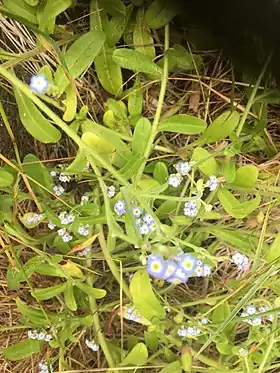 Myosotis maritima em flor (Ponta do Queimado, Serreta, Açores).