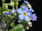 Miosótis (Myosotis)