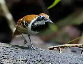Formigueiro-ferrugem hembra en Presidente Figueiredo, Amazonas, Brasil.