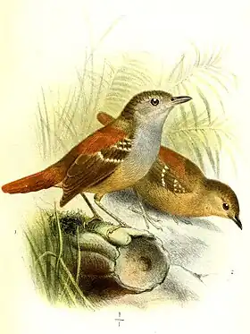 Ilustração de Joseph Smit, 1890