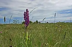 Stora Alvaret perto de Mysinge