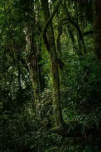 Mata próxima a entrada da caverna
